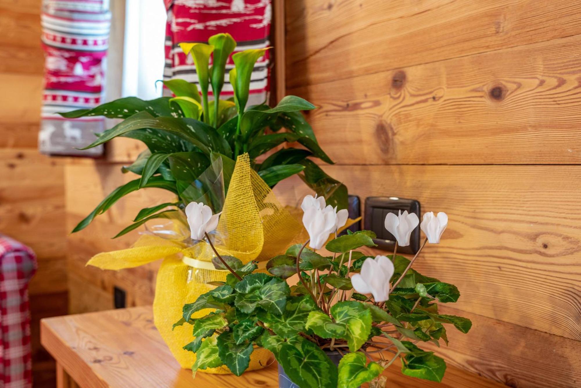 Chalet Camping Fae 3 Villa Madonna di Campiglio Luaran gambar
